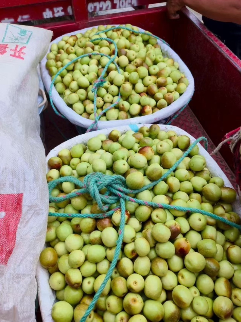 沾化冬枣_一件代发/团购/商超/市场，大量有货。
