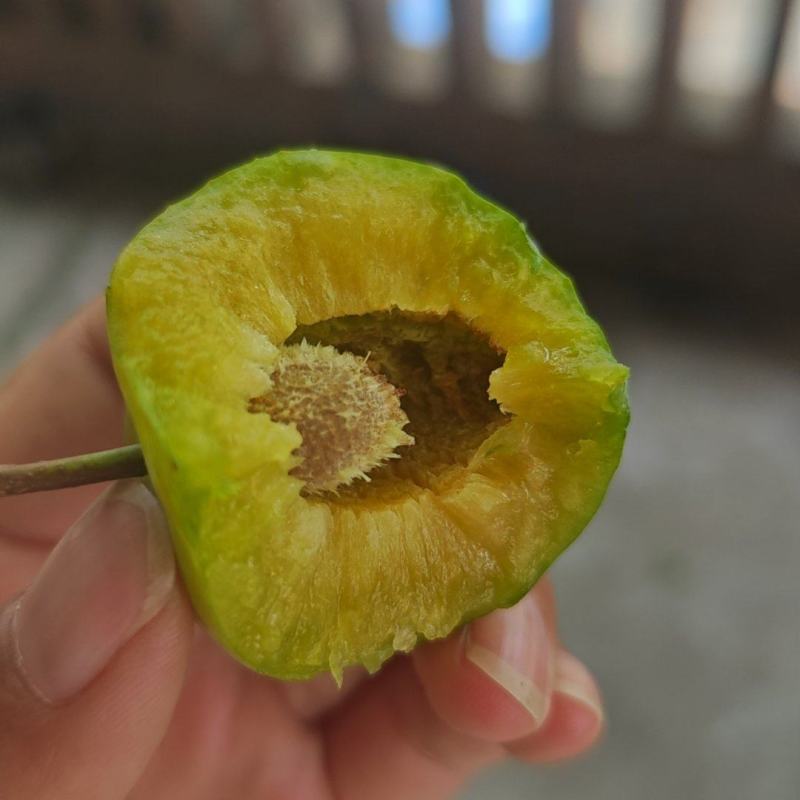 盖膜青脆李