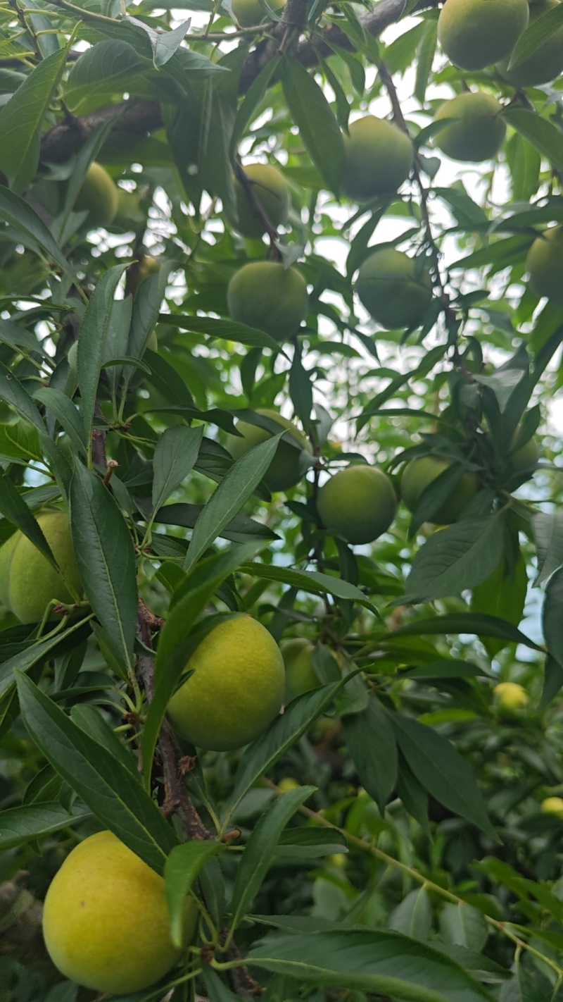 盖膜青脆李