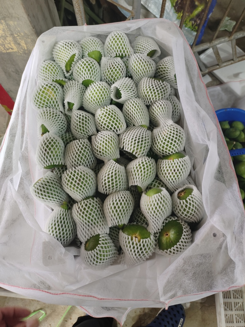 威海荣成青皮无花果，当天菜摘，新鲜好吃，产地直发可代发货