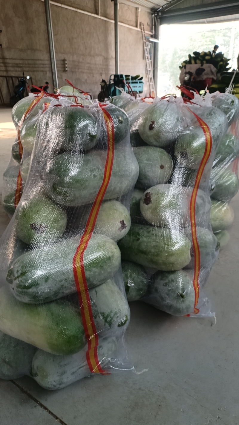 水果冬瓜，大量有货量大从优