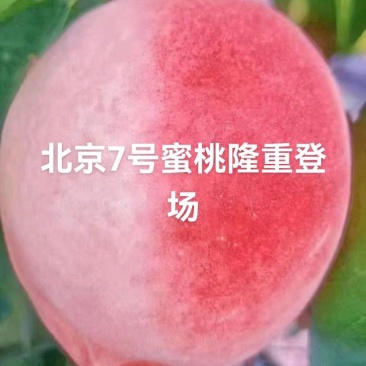 北京7号水蜜桃