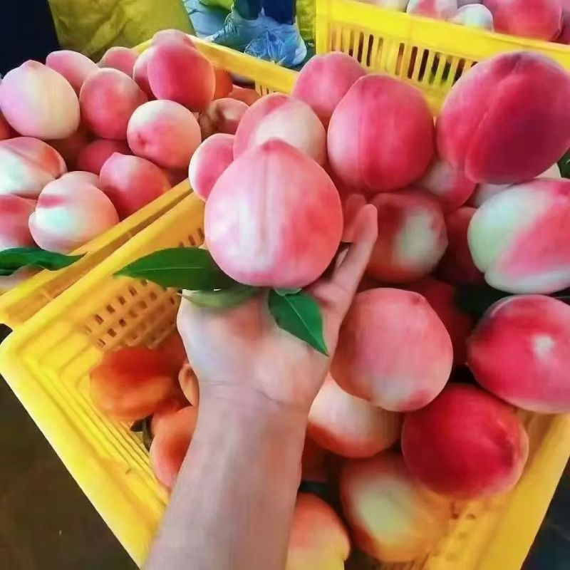 北京7号水蜜桃