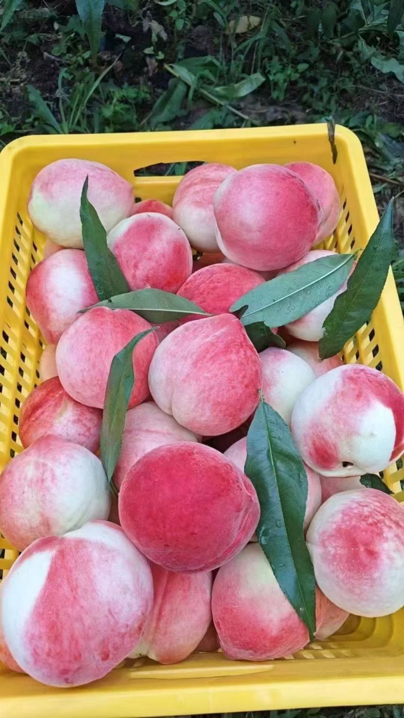 北京7号水蜜桃