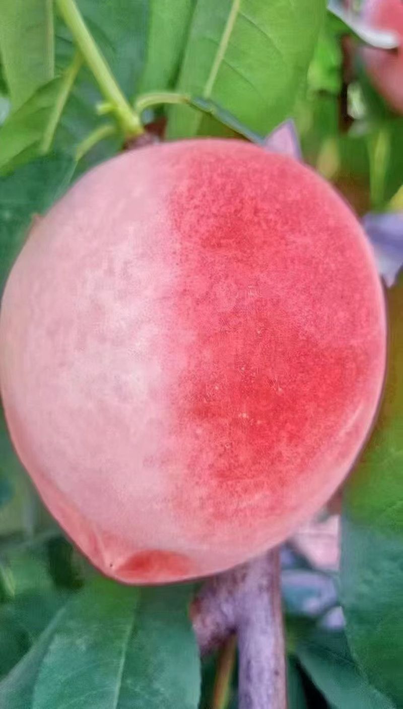 北京7号水蜜桃