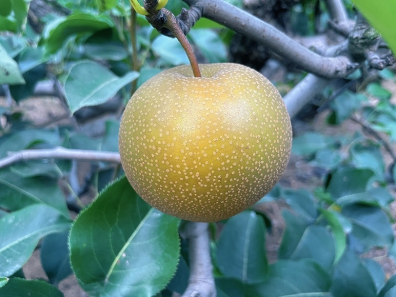 优质圆黄梨现已大量上市啦！自家果园种植！