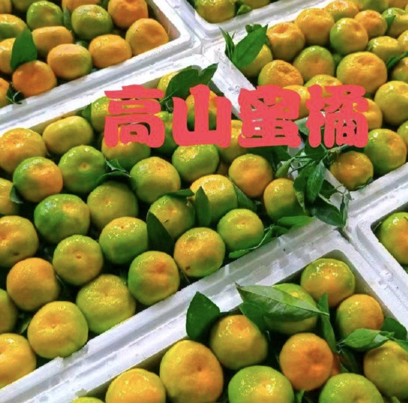 特早蜜橘湖北蜜橘早熟叶橘产地供货大量上市.诚信经营.田头