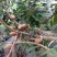 新品种潘婷妈咪果树苗适合南北方种植庭院阳台盆栽地栽四季水