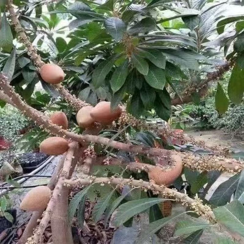新品种潘婷妈咪果树苗适合南北方种植庭院阳台盆栽地栽四季水