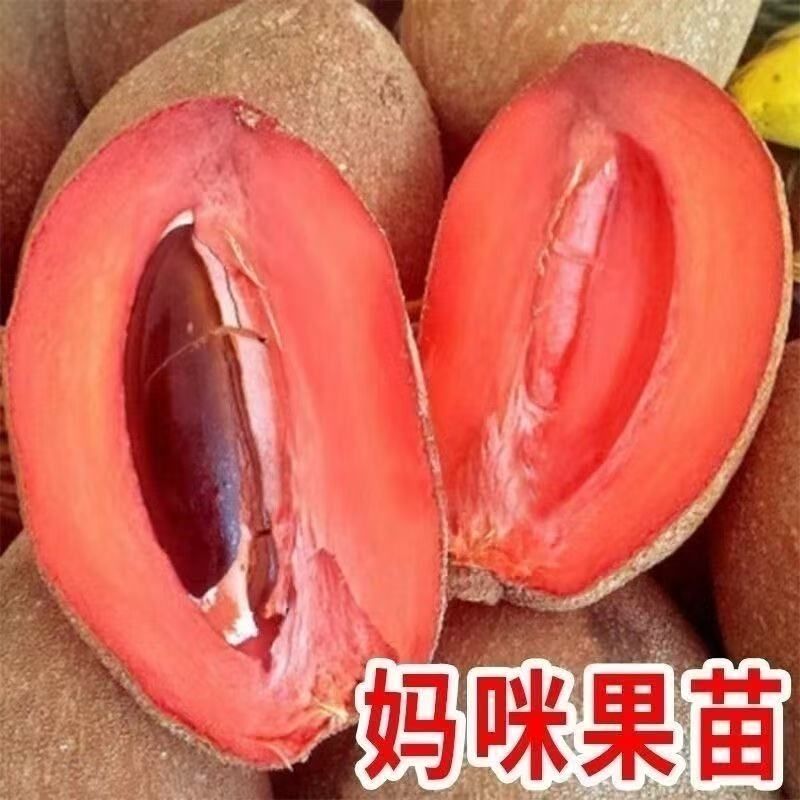 新品种潘婷妈咪果树苗适合南北方种植庭院阳台盆栽地栽四季水