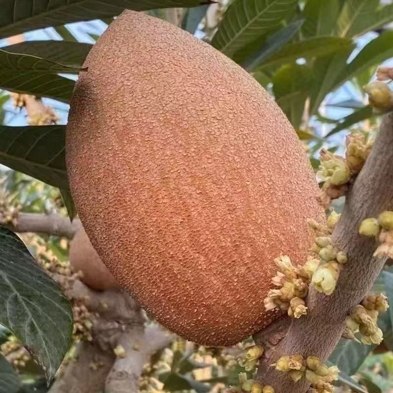 新品种潘婷妈咪果树苗适合南北方种植庭院阳台盆栽地栽四季水