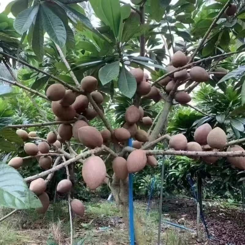新品种潘婷妈咪果树苗适合南北方种植庭院阳台盆栽地栽四季水