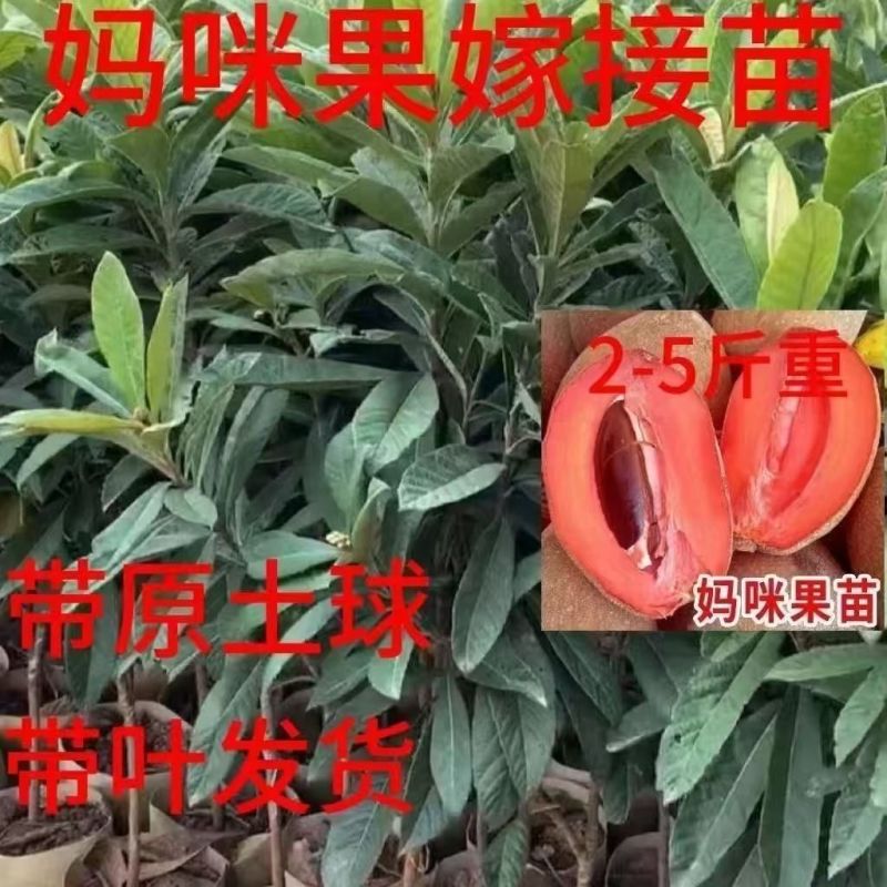 新品种潘婷妈咪果树苗适合南北方种植庭院阳台盆栽地栽四季水