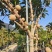 新品种潘婷妈咪果树苗适合南北方种植庭院阳台盆栽地栽四季水
