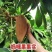 新品种潘婷妈咪果树苗适合南北方种植庭院阳台盆栽地栽四季水