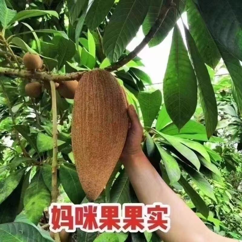 新品种潘婷妈咪果树苗适合南北方种植庭院阳台盆栽地栽四季水