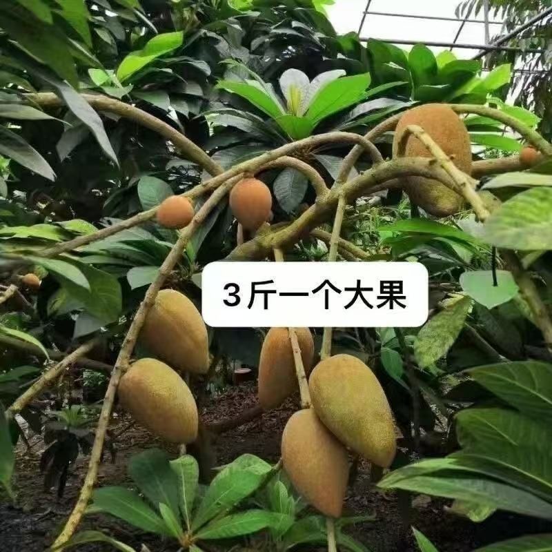 新品种潘婷妈咪果树苗适合南北方种植庭院阳台盆栽地栽四季水