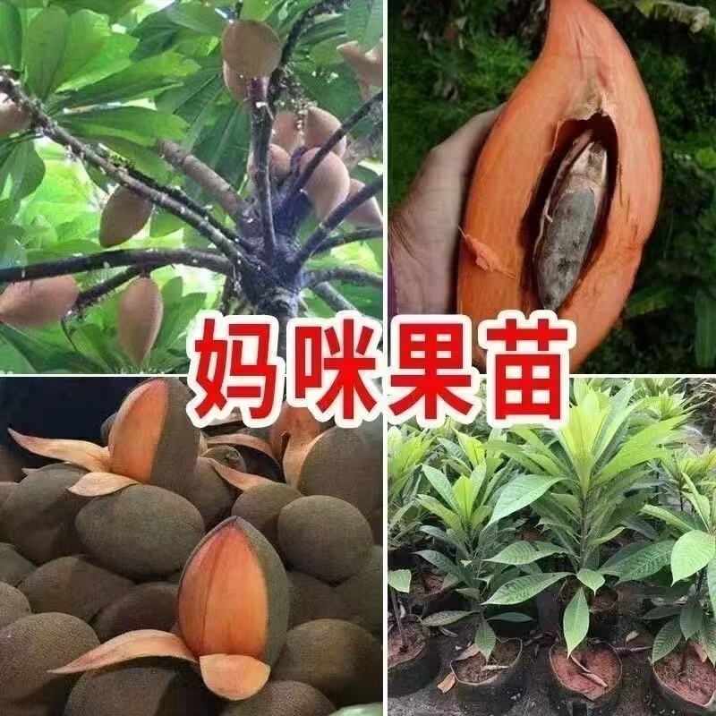 新品种潘婷妈咪果树苗适合南北方种植庭院阳台盆栽地栽四季水