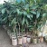 新品种潘婷妈咪果树苗适合南北方种植庭院阳台盆栽地栽四季水