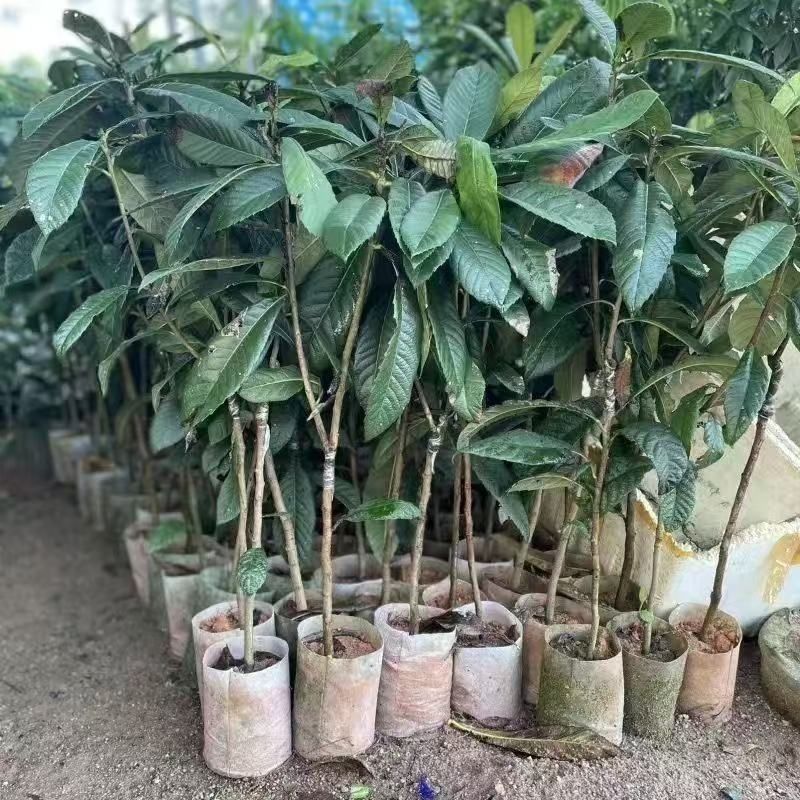 新品种潘婷妈咪果树苗适合南北方种植庭院阳台盆栽地栽四季水