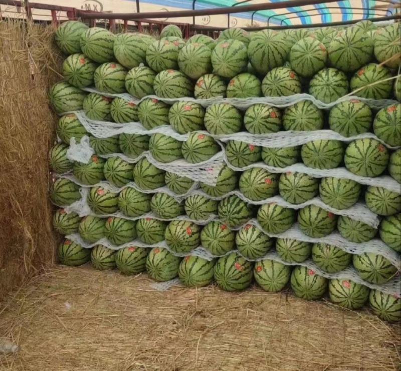 【推荐】宁夏西瓜金城5号西瓜代办包熟包甜耐运输量大从优