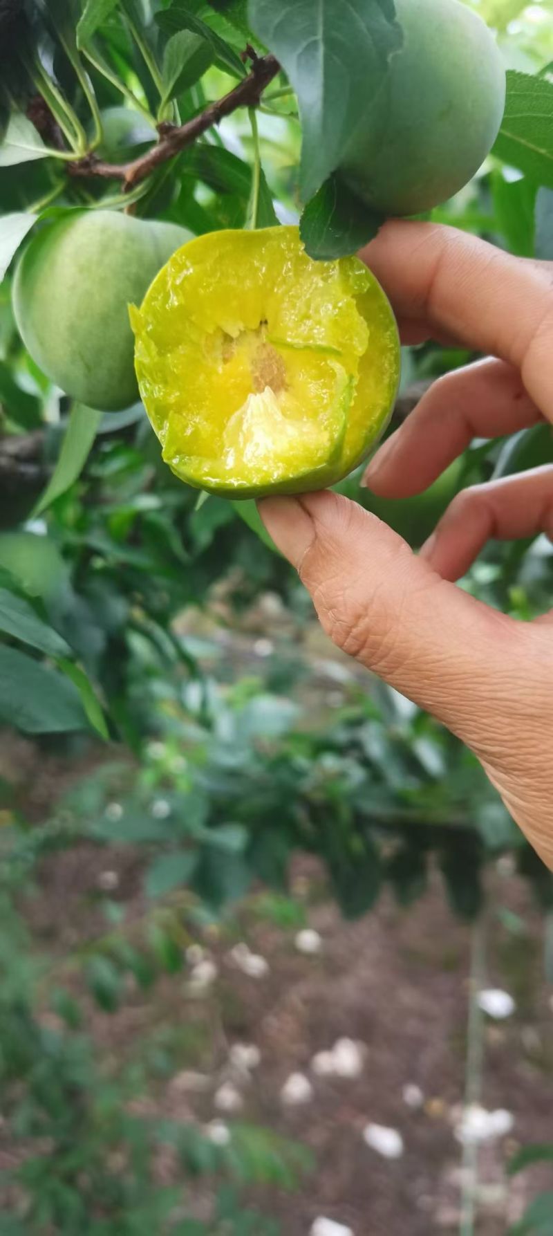 青脆李