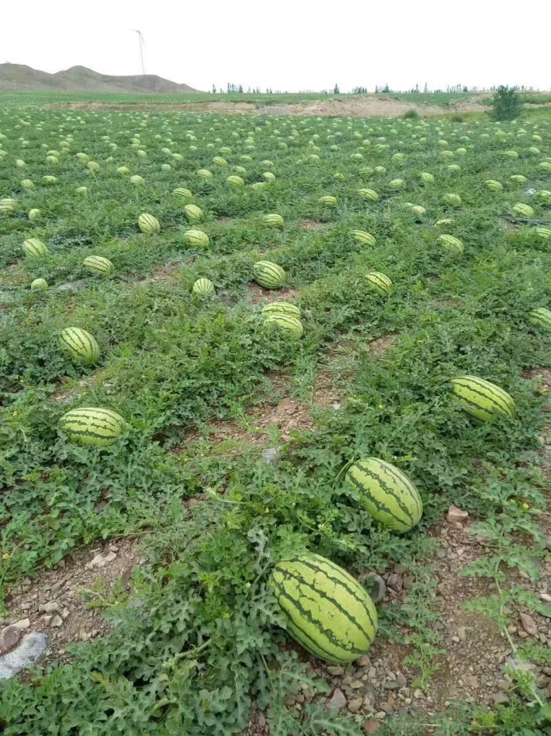 【推荐】宁夏西瓜硒砂瓜西瓜代办包熟包甜耐运输量大从优