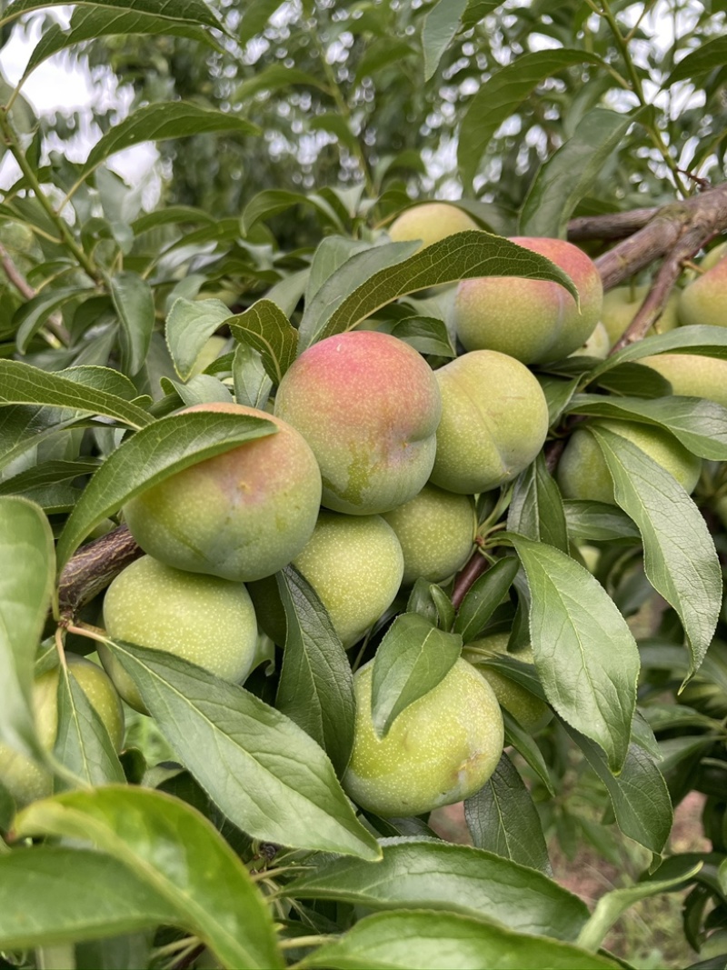 王家山樱桃李（半边红）