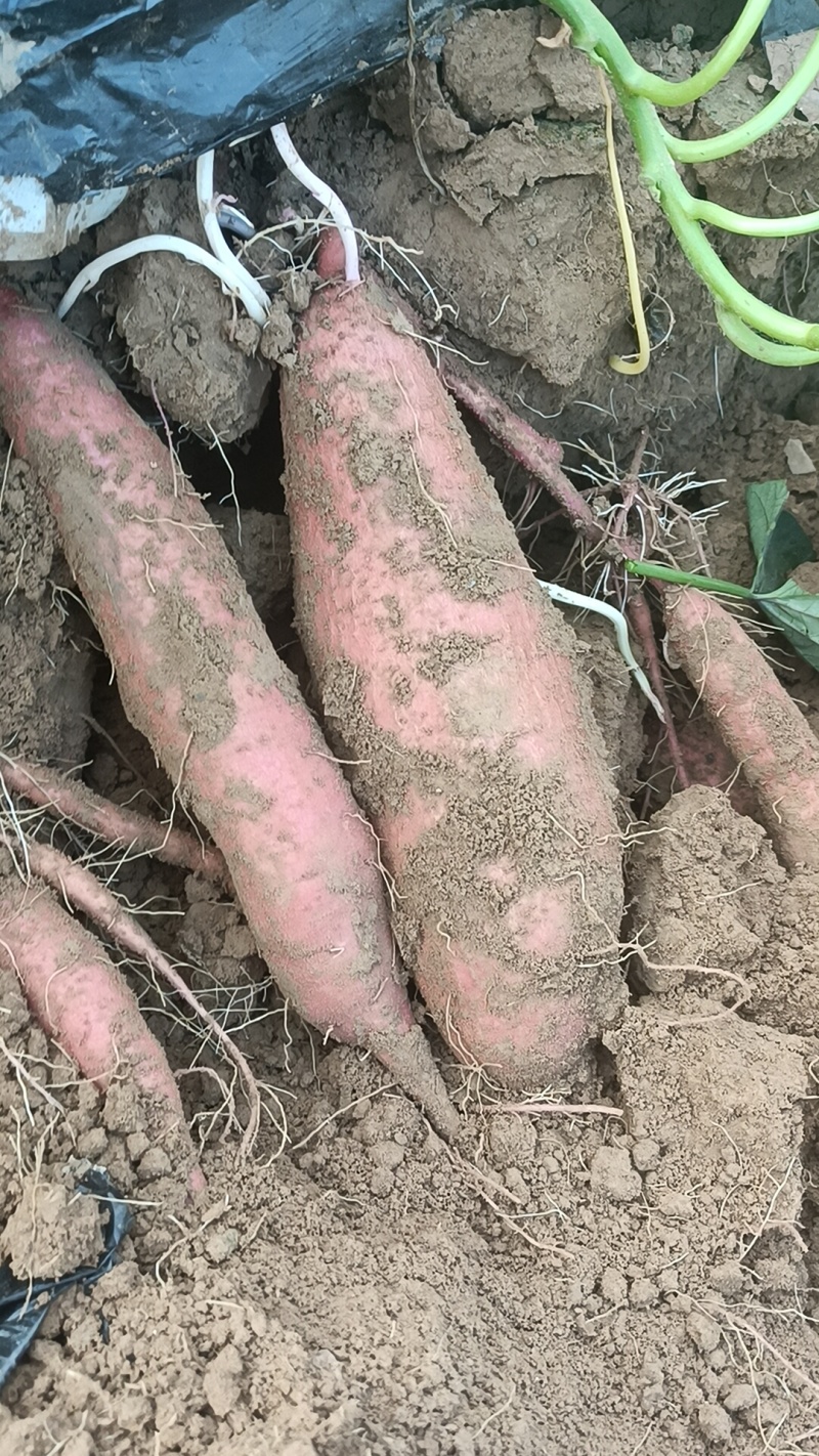 板栗红薯大量上市，原产地产地直发，欢迎老板采购