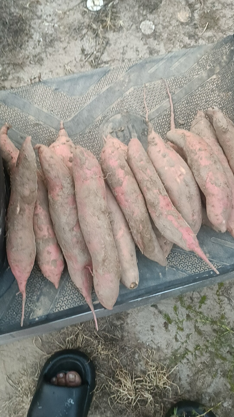 烟薯，我们这里都是沙土地，品种西瓜红哈密板栗龙九大量上