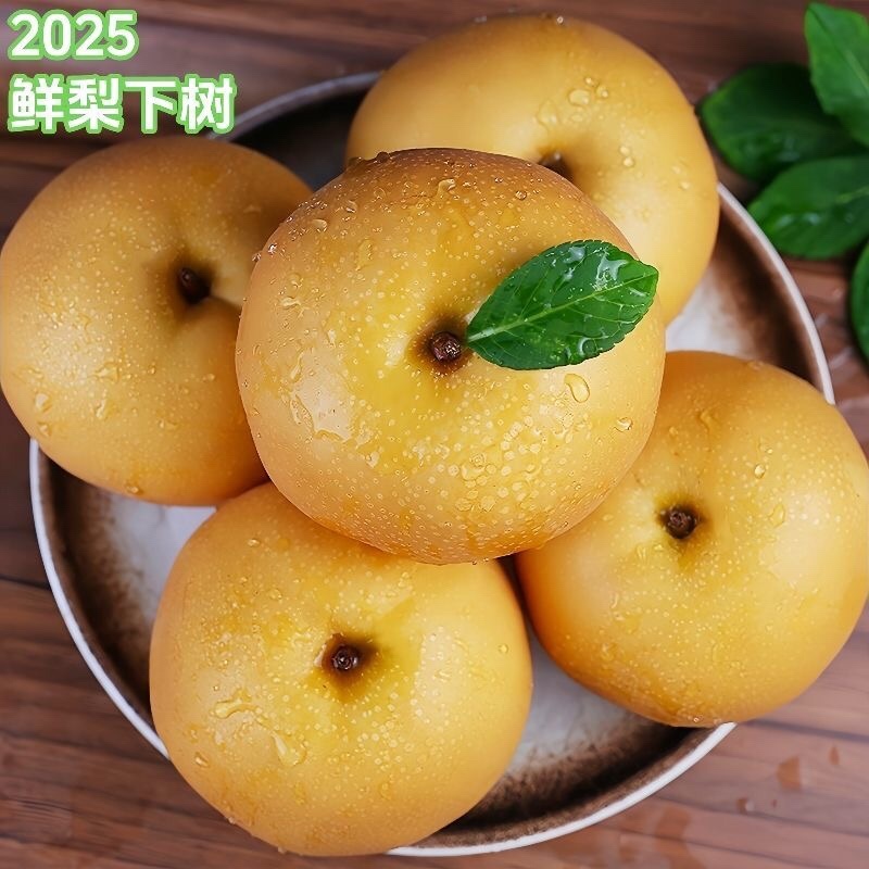 砀山秋月梨果面干净糖分高汁水饱满产地直发