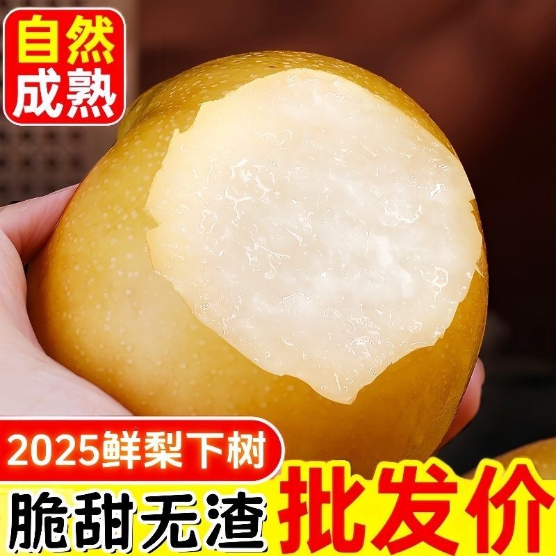 砀山秋月梨果面干净糖分高汁水饱满产地直发