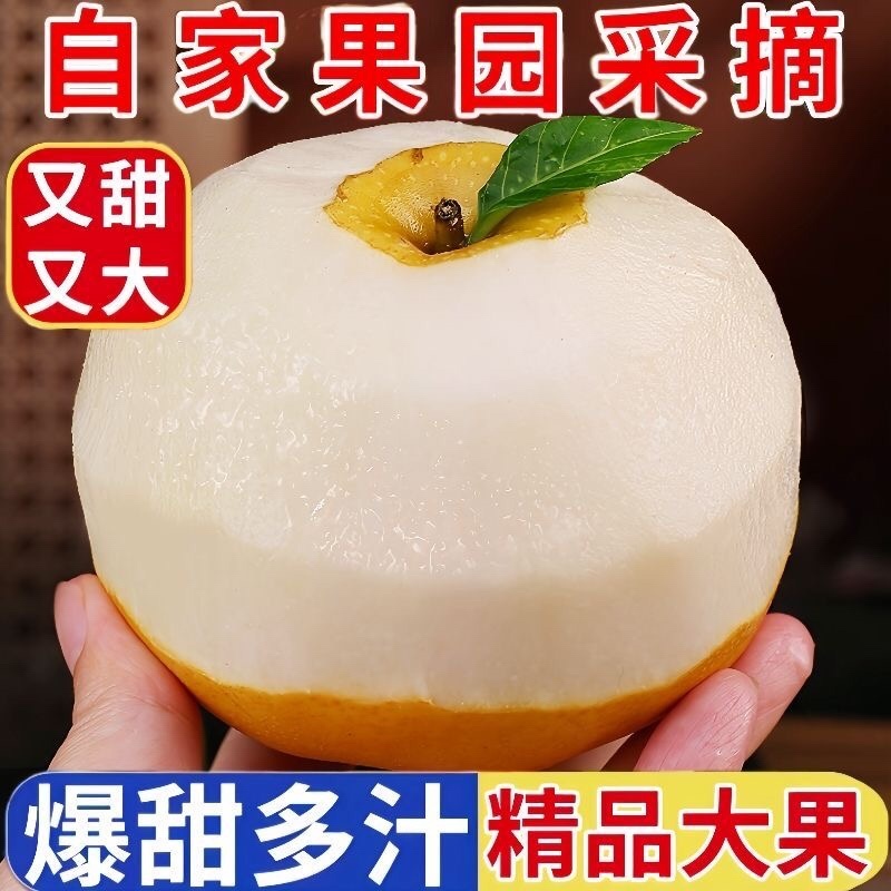 砀山秋月梨果面干净糖分高汁水饱满产地直发