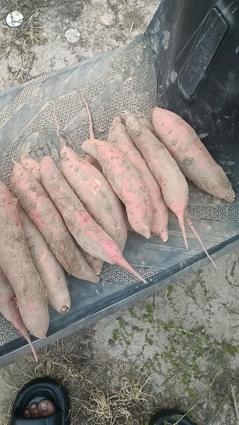 烟薯，我们这里都是沙土地，品种西瓜红哈密板栗龙九大量上