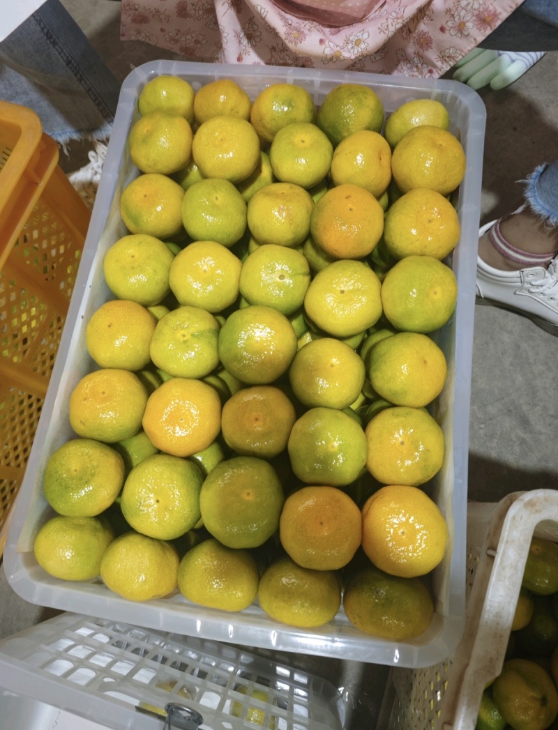 热销蜜橘/早熟蜜橘/皮薄多汁无渣味甜/对接超市电商