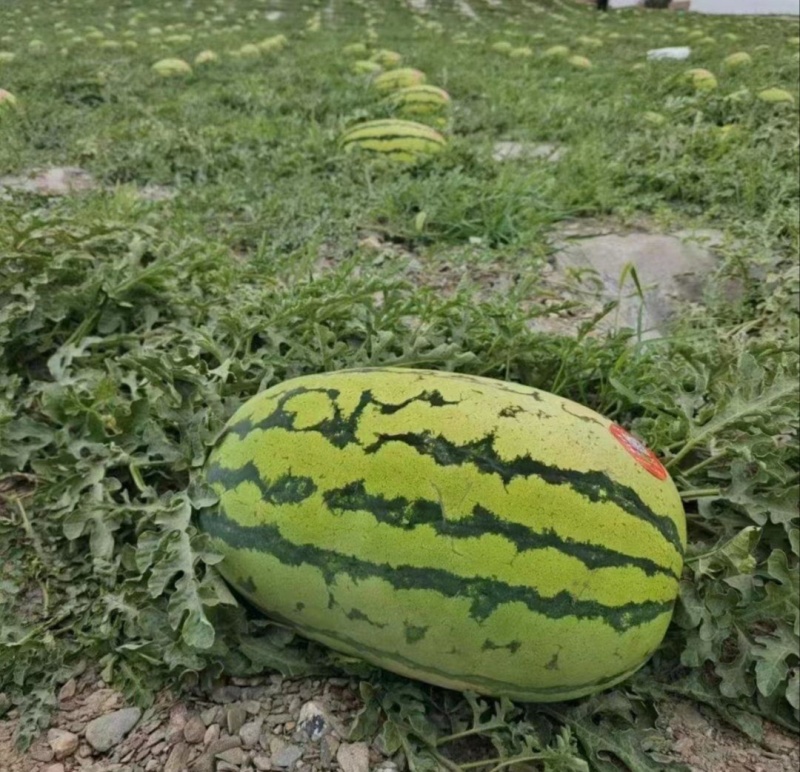 【推荐】宁夏西瓜金花6号西瓜代办包熟包甜耐运输量大从优