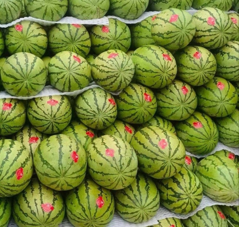 【推荐】宁夏西瓜金花6号西瓜代办包熟包甜耐运输量大从优