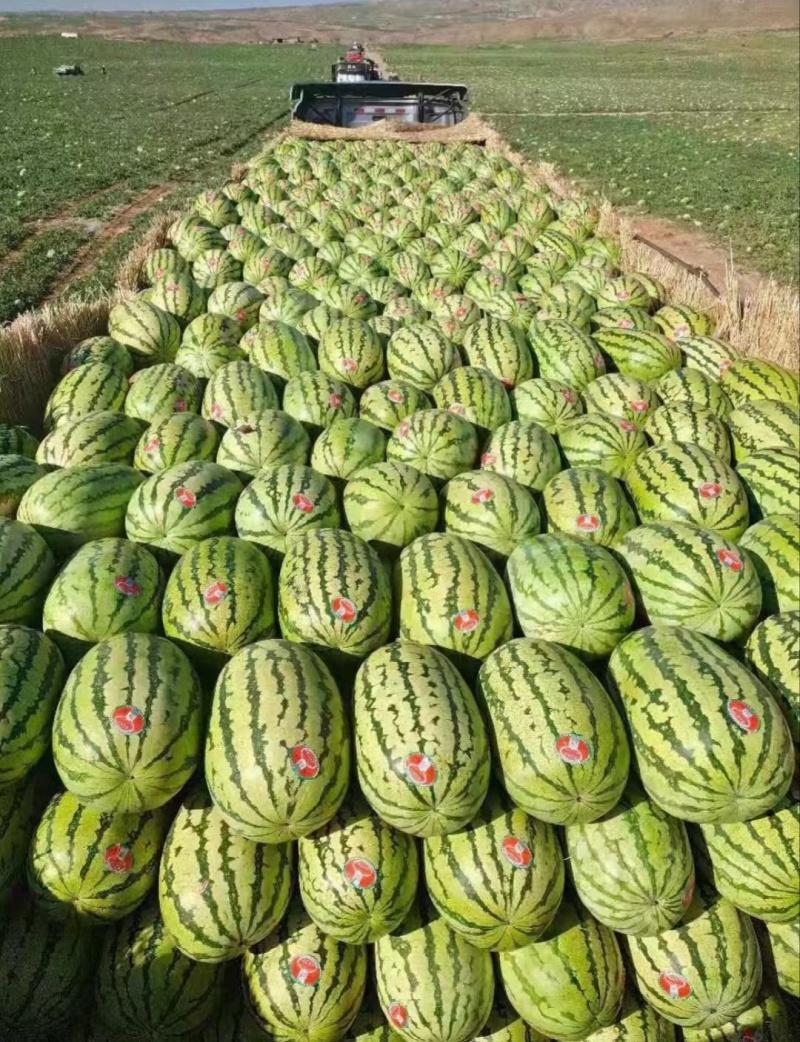【推荐】宁夏西瓜金花6号西瓜代办包熟包甜耐运输量大从优