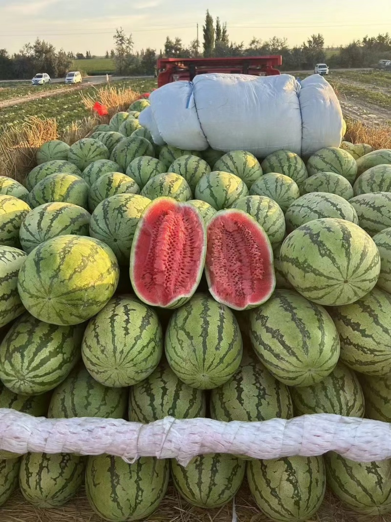 【推荐】宁夏西瓜金花6号西瓜代办包熟包甜耐运输量大从优