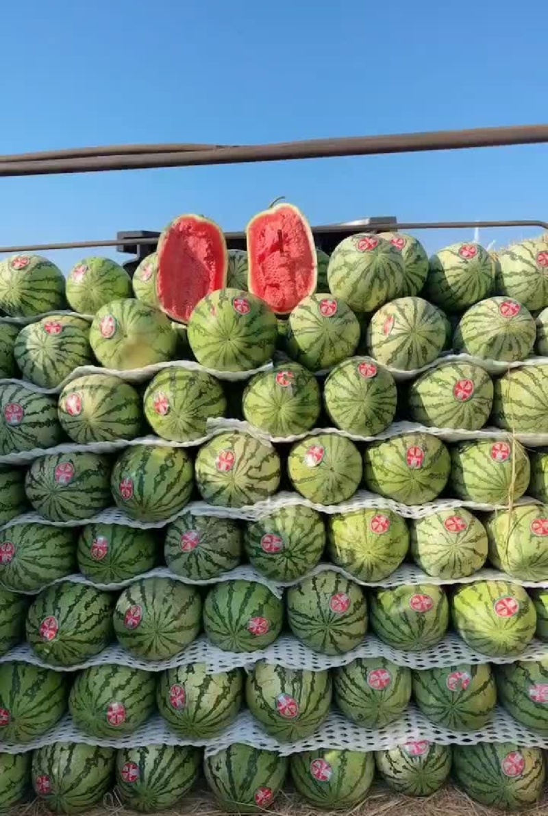 【推荐】宁夏西瓜金花6号西瓜代办包熟包甜耐运输量大从优