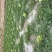 甘肃石头瓜