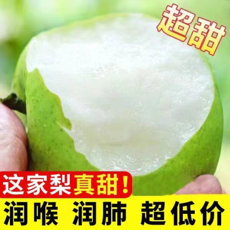 精品皇冠梨砀山产地直发品质高价格优