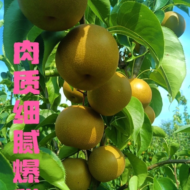 圆黄梨精品果保质保量一手货源产地对接