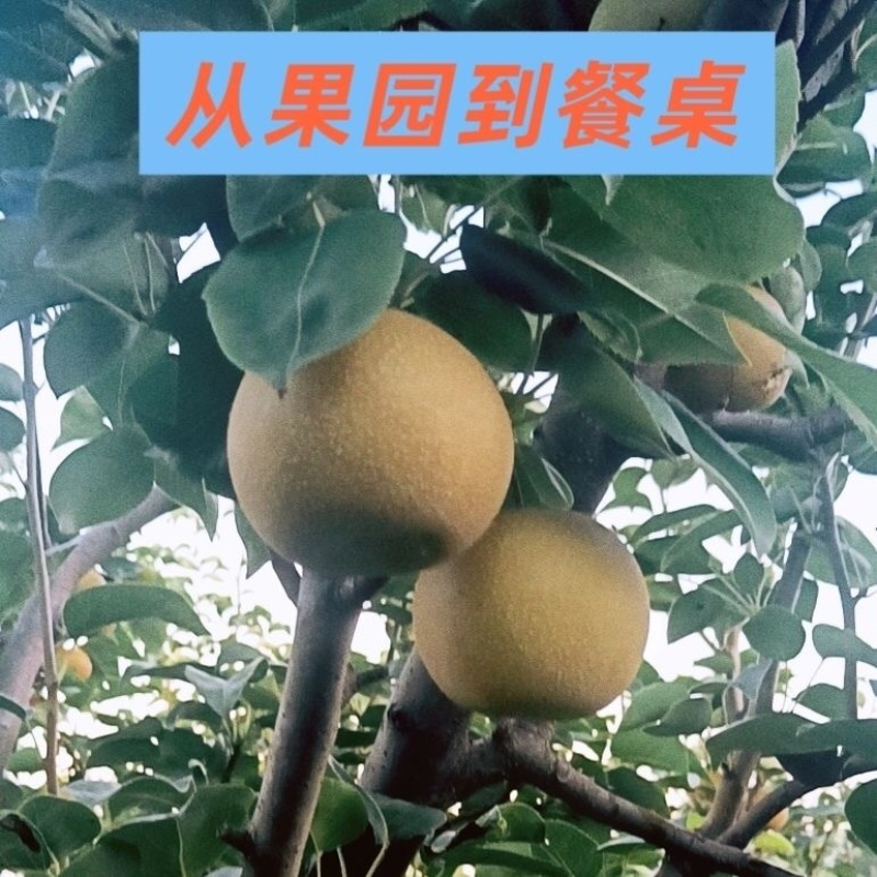 圆黄梨精品果保质保量一手货源产地对接