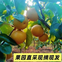 圆黄梨精品果保质保量一手货源产地对接