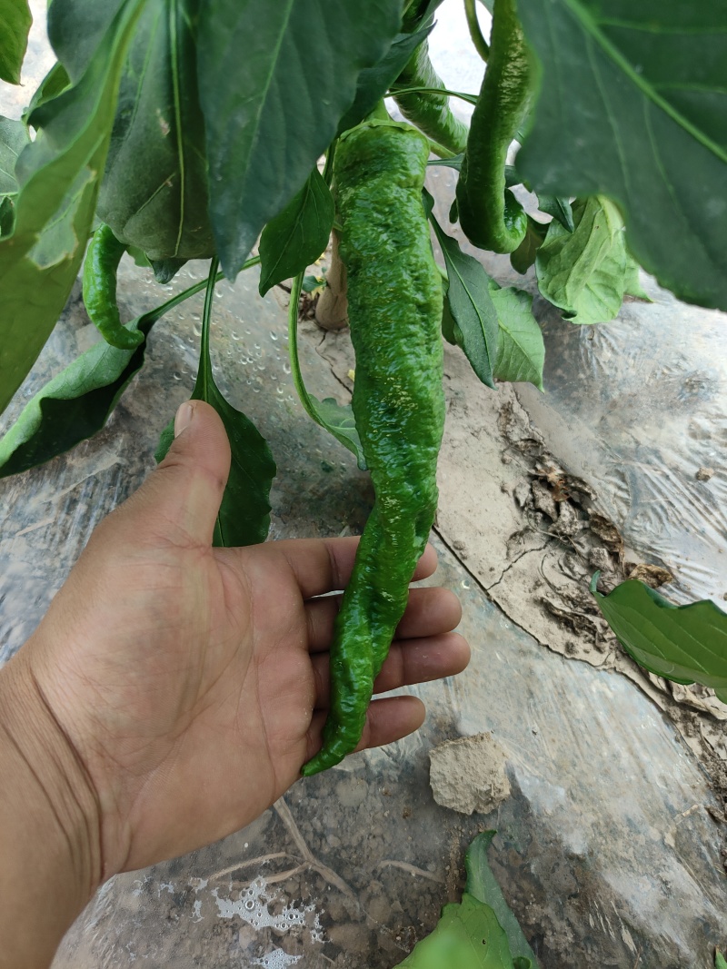 ，陇椒