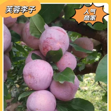 福建芙蓉李，光果带叶果任君选择，量大无忧，各位老板请甩单