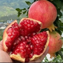 四川精品石榴颗大饱满产地直发一手货源欢迎咨询