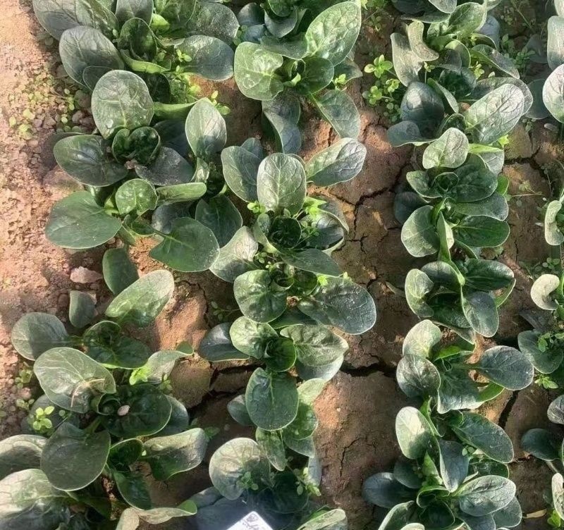 黑优191菠菜种子趴地耐热耐寒耐抽薹圆叶黑绿抗病春秋冬菠
