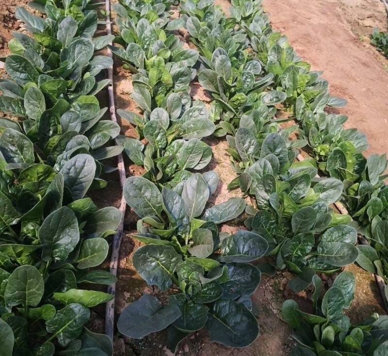黑优191菠菜种子趴地耐热耐寒耐抽薹圆叶黑绿抗病春秋冬菠